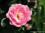 The Fairy-1.jpg